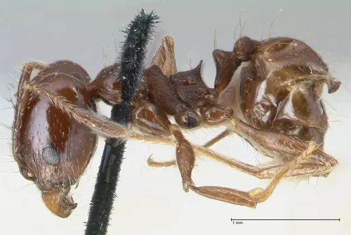 Pheidole pubiventris - FOCOL1550