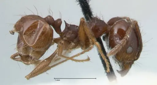 Pheidole pubiventris - FOCOL1550
