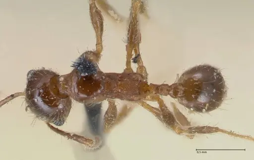 Pheidole pubiventris - FOCOL1551