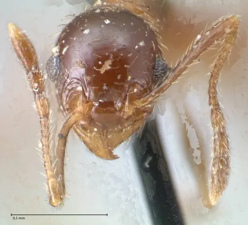 Pheidole pubiventris - FOCOL1551