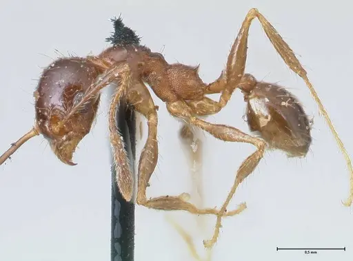 Pheidole pubiventris - FOCOL1551