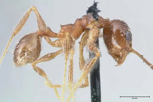 Pheidole pubiventris - FOCOL1551