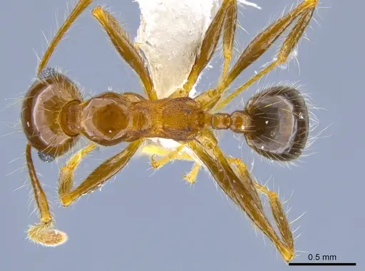 Pheidole pubiventris - JTLC000007336