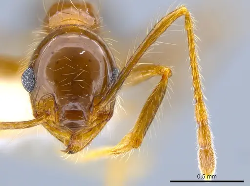 Pheidole pubiventris - JTLC000007336