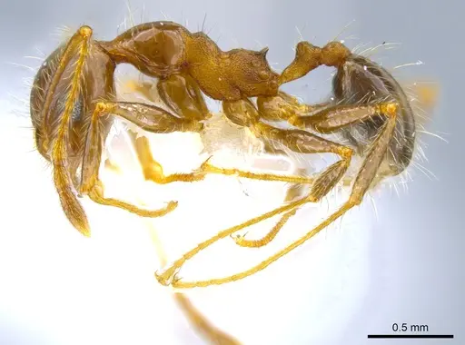 Pheidole pubiventris - JTLC000007336