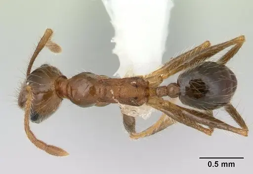 Pheidole pubiventris - JTLC000007354