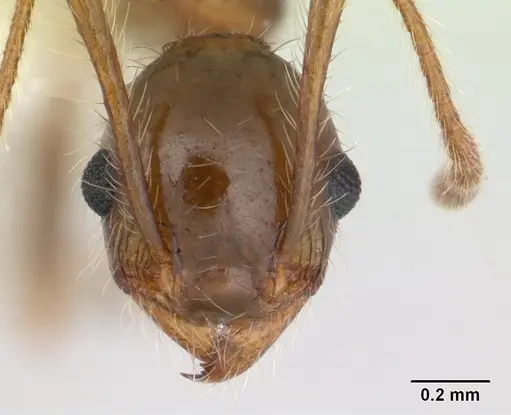 Pheidole pubiventris - JTLC000007354