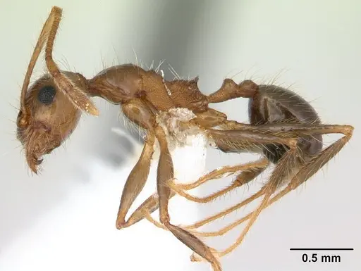 Pheidole pubiventris - JTLC000007354