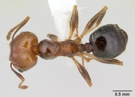 Pheidole pubiventris - JTLC000007355