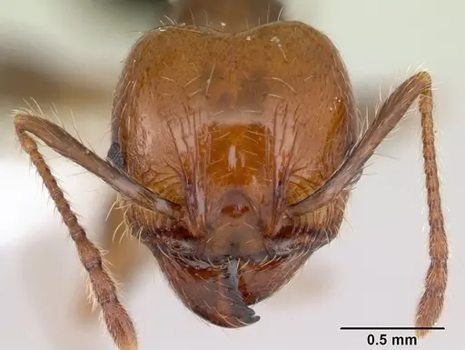 Pheidole pubiventris - JTLC000007355
