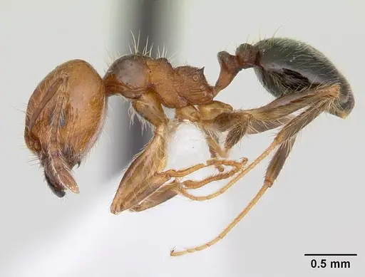 Pheidole pubiventris - JTLC000007355