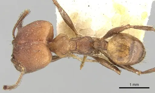 Pheidole pugnax specimen