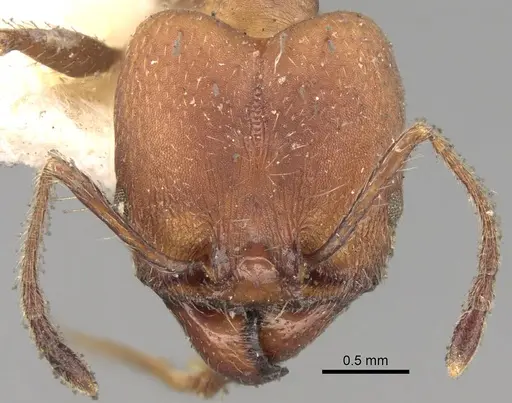 Pheidole pugnax specimen