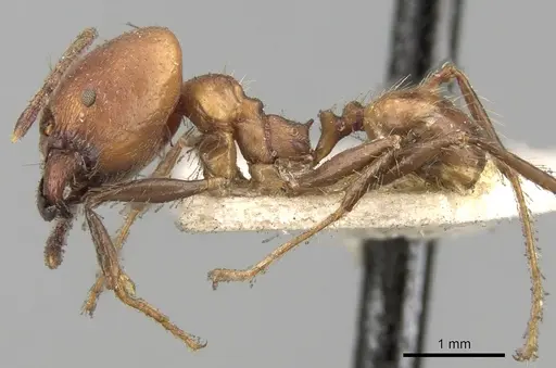 Pheidole pugnax specimen