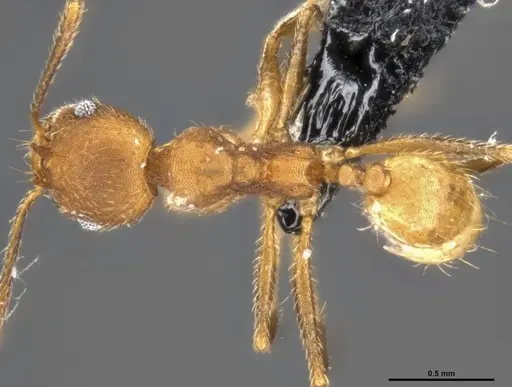 Pheidole pugnax - CASENT0282926
