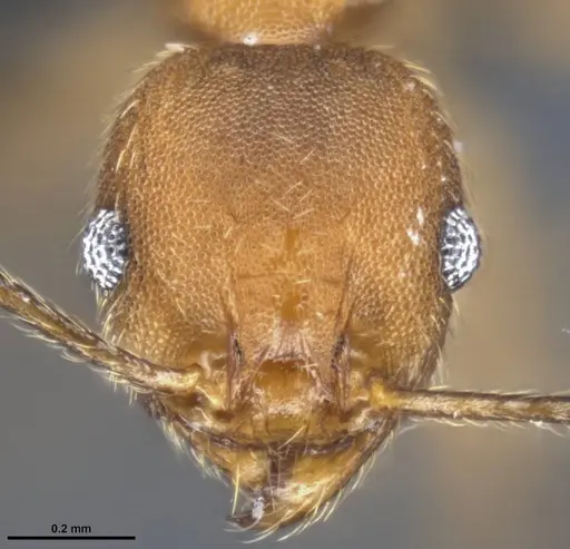 Pheidole pugnax - CASENT0282926