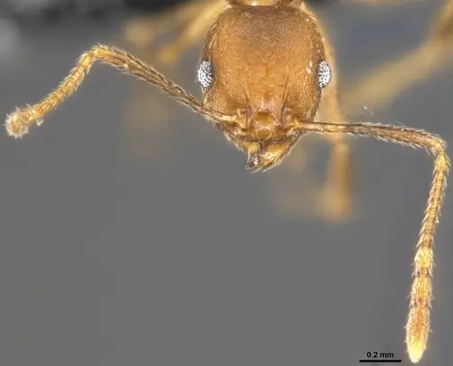Pheidole pugnax - CASENT0282926