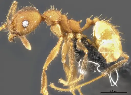 Pheidole pugnax - CASENT0282926