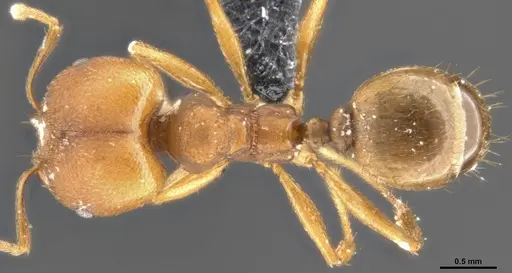 Pheidole pugnax - CASENT0283998