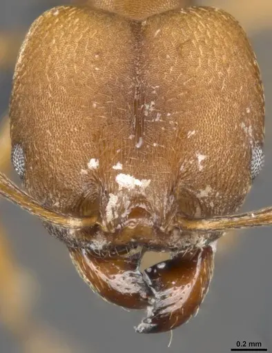 Pheidole pugnax - CASENT0283998