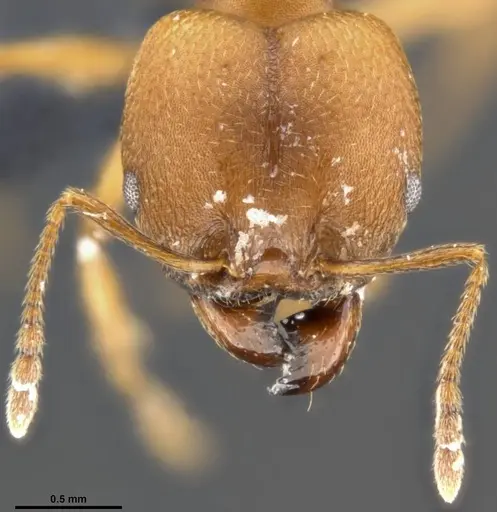 Pheidole pugnax - CASENT0283998