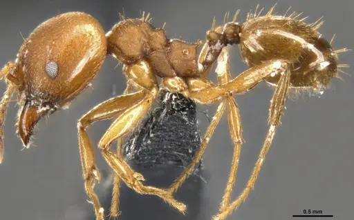 Pheidole pugnax - CASENT0283998