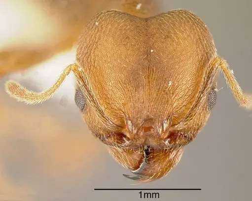 Pheidole pugnax - CASENT0635512