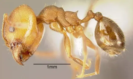 Pheidole pugnax - CASENT0635512