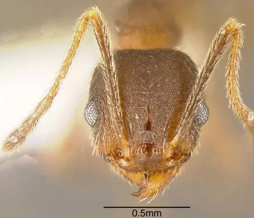 Pheidole pugnax - CASENT0635513