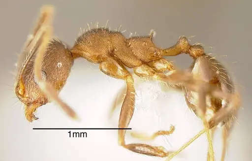 Pheidole pugnax - CASENT0635513