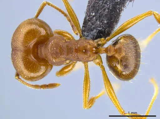 Pheidole pugnax - CASENT0635831