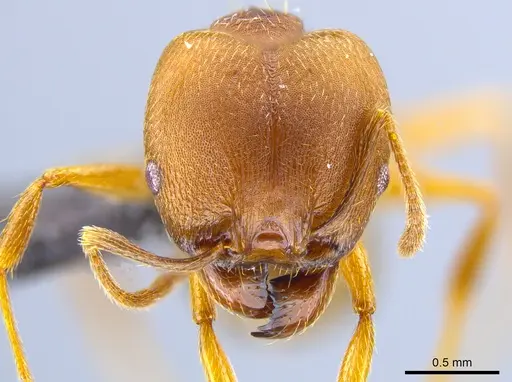 Pheidole pugnax - CASENT0635831