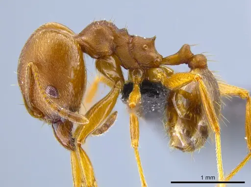 Pheidole pugnax - CASENT0635831