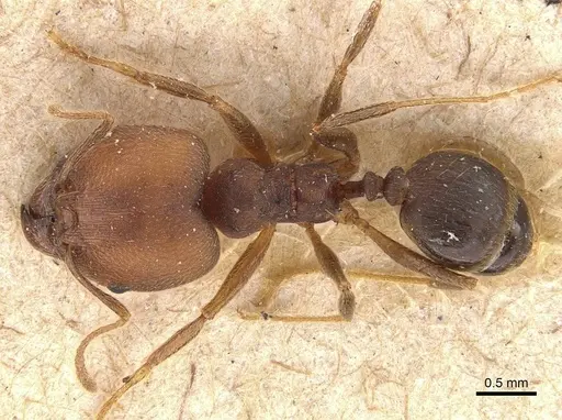 Pheidole pugnax - CASENT0908115