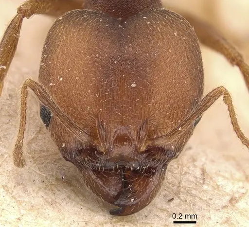 Pheidole pugnax - CASENT0908115