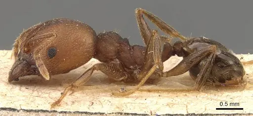 Pheidole pugnax - CASENT0908115