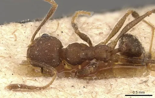 Pheidole pugnax - CASENT0908116