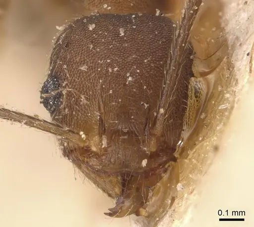 Pheidole pugnax - CASENT0908116