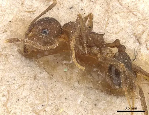 Pheidole pugnax - CASENT0908116