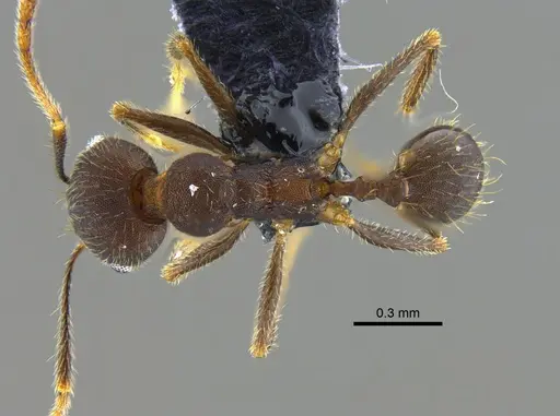 Pheidole pugnax - CBUMAGENT42025