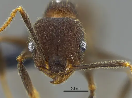 Pheidole pugnax - CBUMAGENT42025