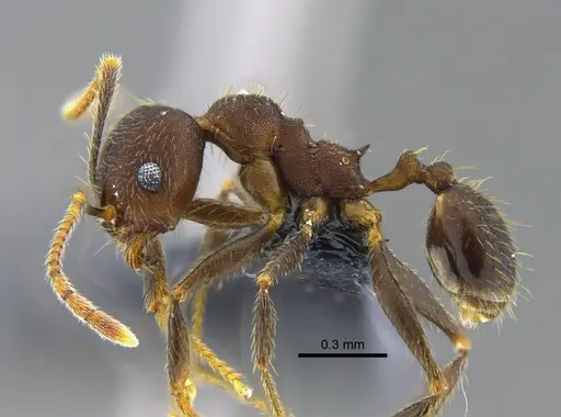 Pheidole pugnax - CBUMAGENT42025