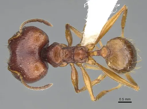 Pheidole pulchella specimen