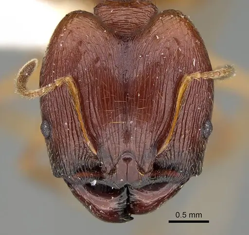 Pheidole pulchella specimen