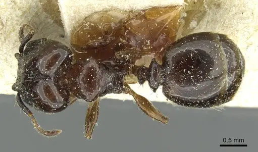 Pheidole pullula specimen