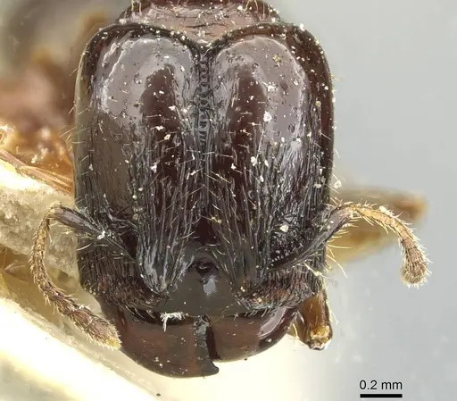 Pheidole pullula specimen