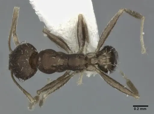 Pheidole punctatissima specimen