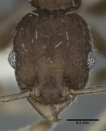 Pheidole punctatissima specimen