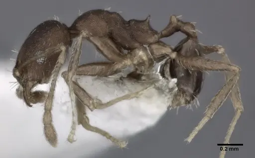Pheidole punctatissima specimen