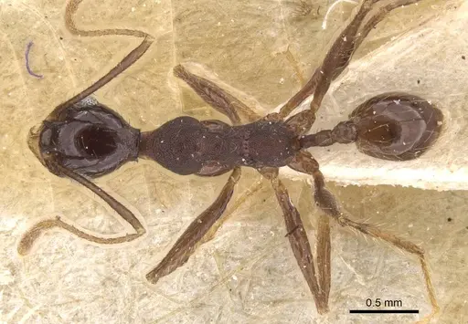 Pheidole punctithorax specimen